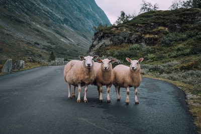 道路上的米色绵羊